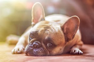 Dog 