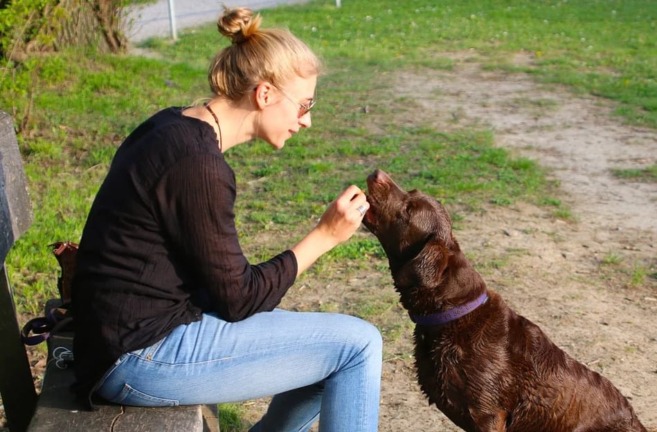 dog